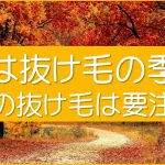 秋は抜け毛の季節