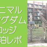 アニマルキングダムロッジレポ