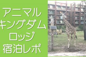 アニマルキングダムロッジレポ