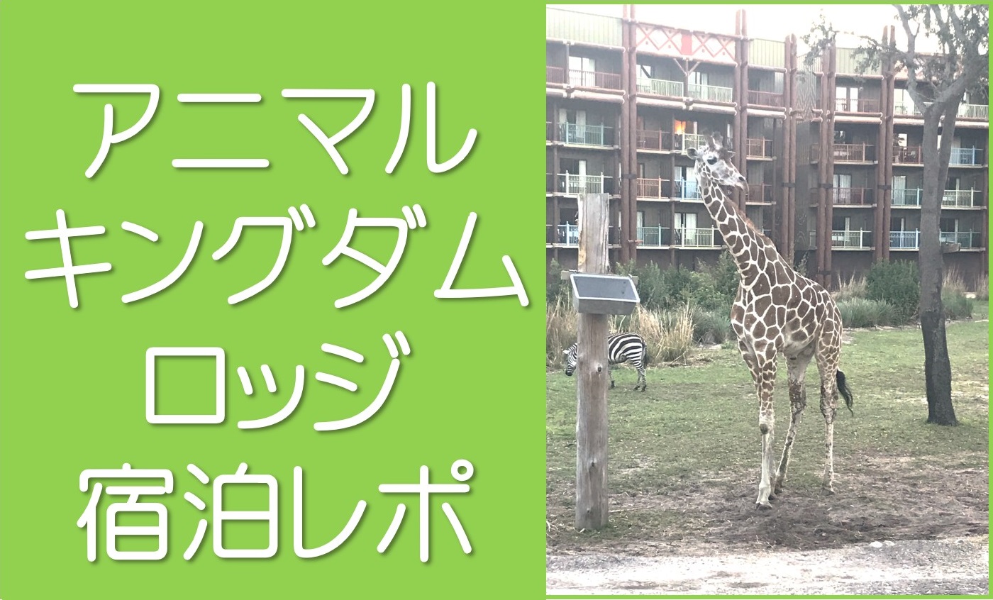 アニマルキングダムロッジレポ